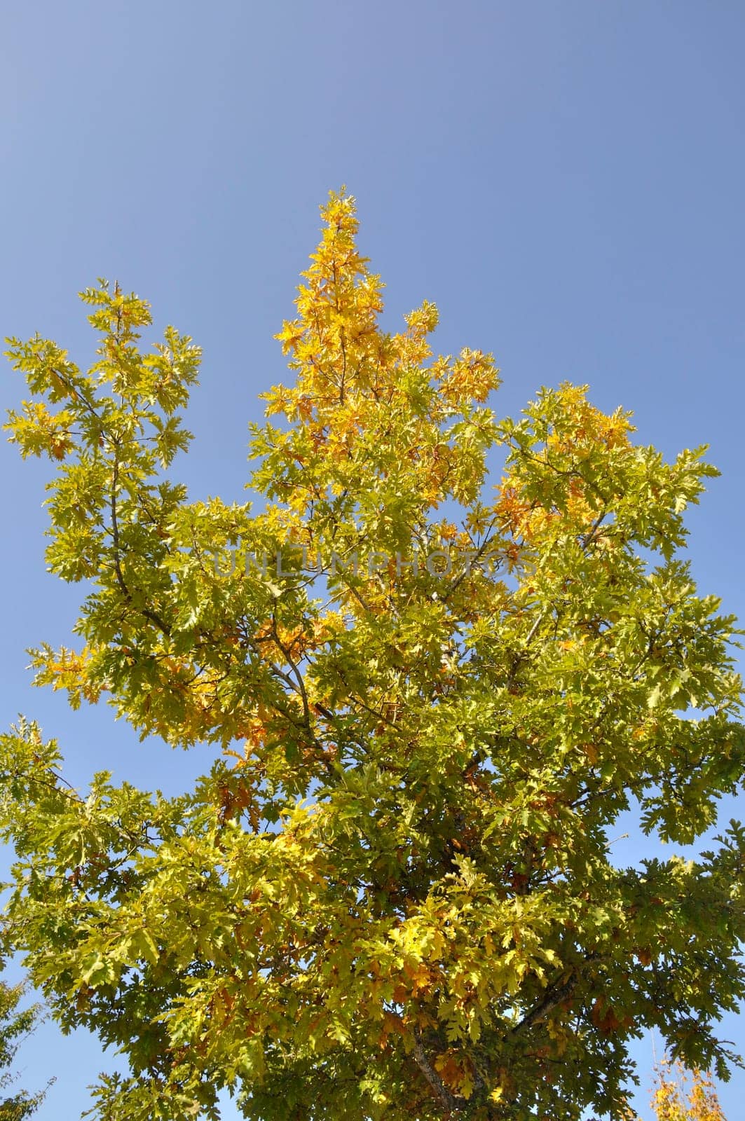 Tree in autumn colors in Normandy