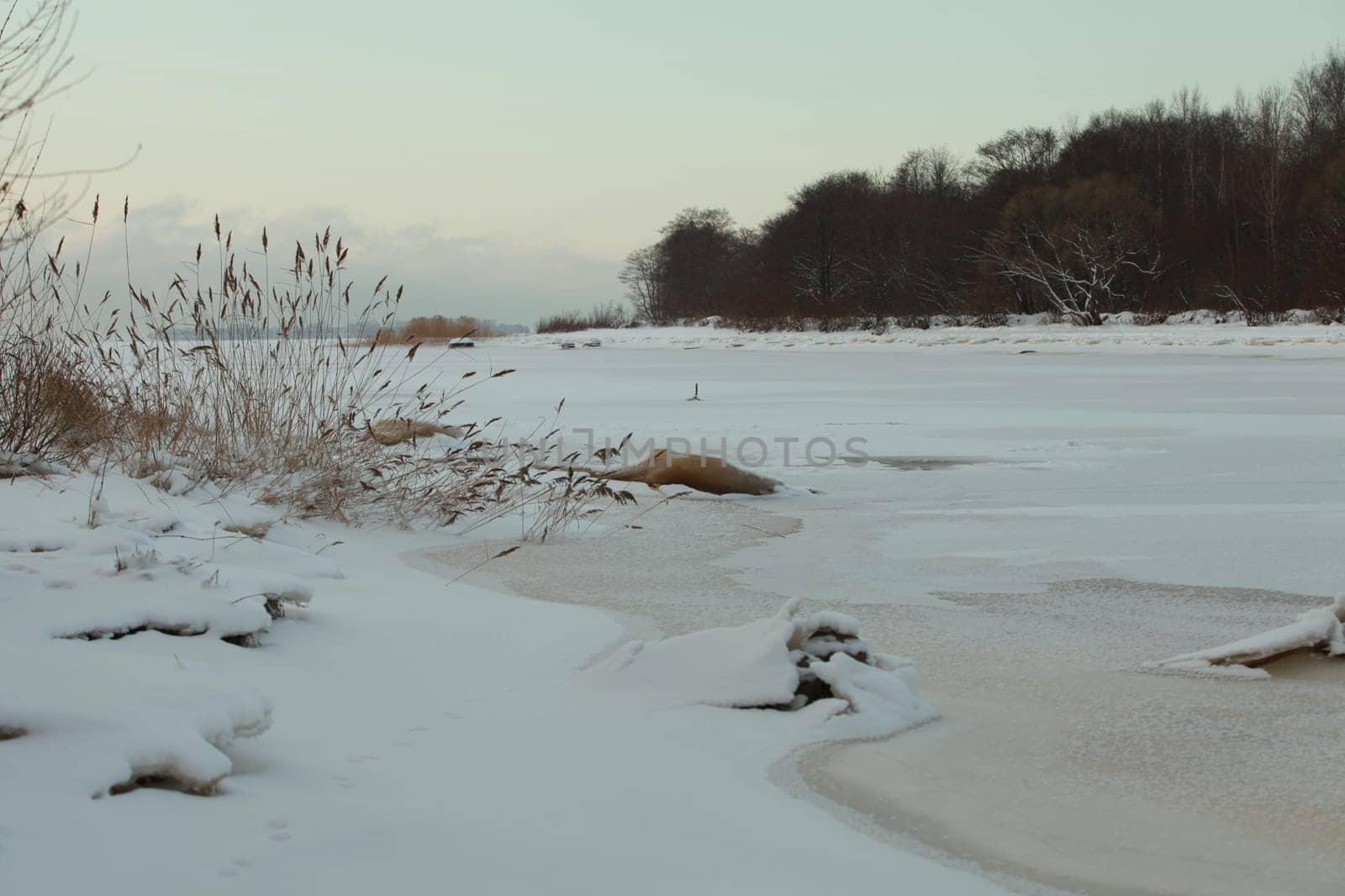 winter landscape lake is frozen covered with white snow, cold wind shakes the dry stalks and panicles of reeds