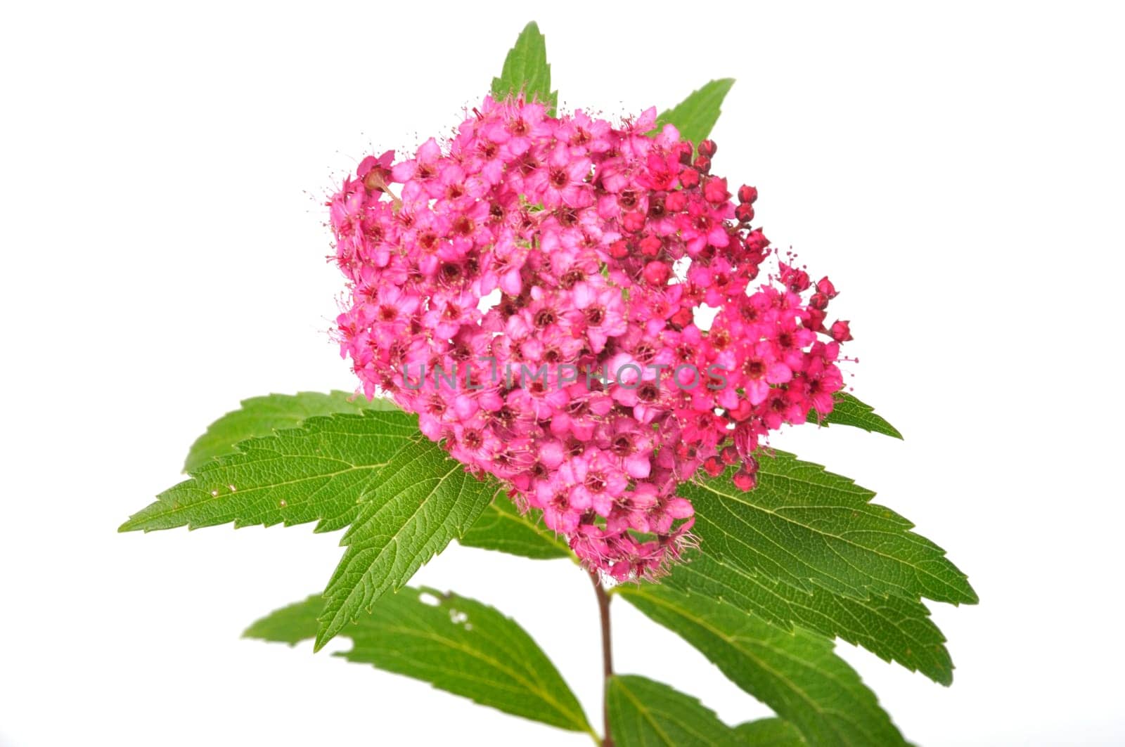A bungei clerodendron studio shot