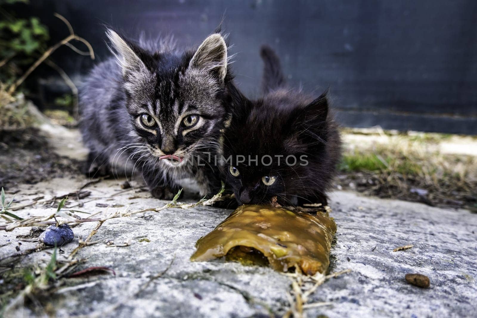 Abandoned street cats, stray animals, pets