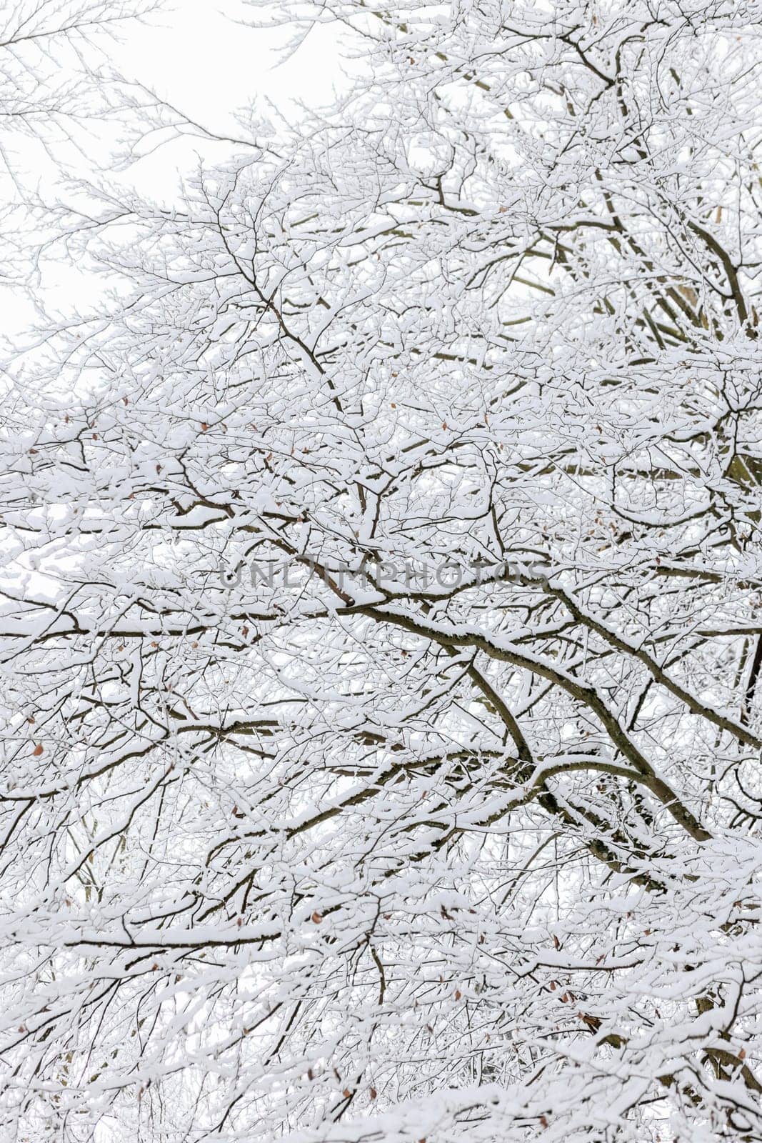 treetop of a snowy tree