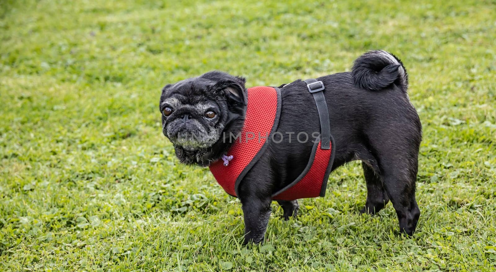 Black senior pug with Dog harness posing on green meadows.