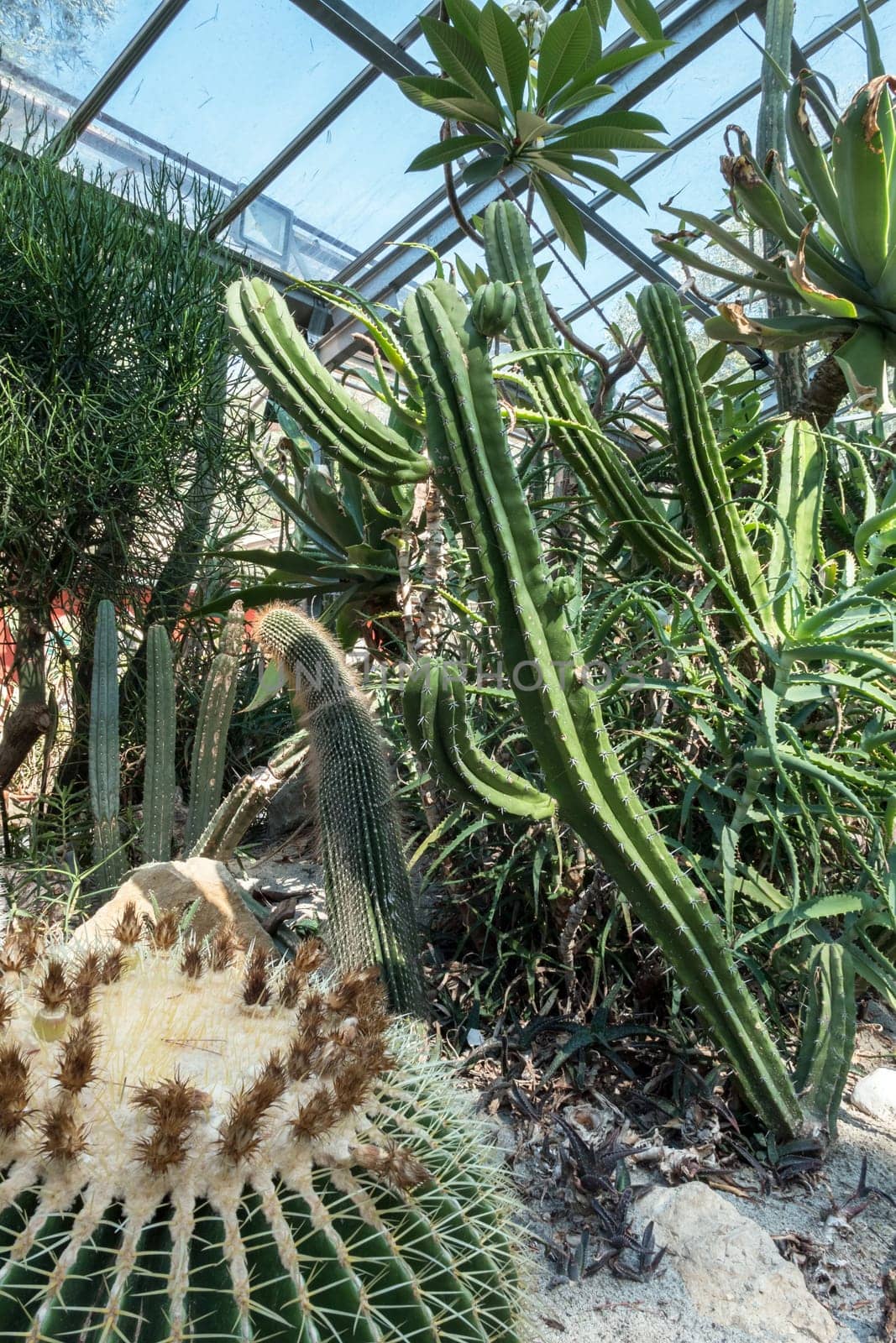 Tropical garden with dry plant and cactus.