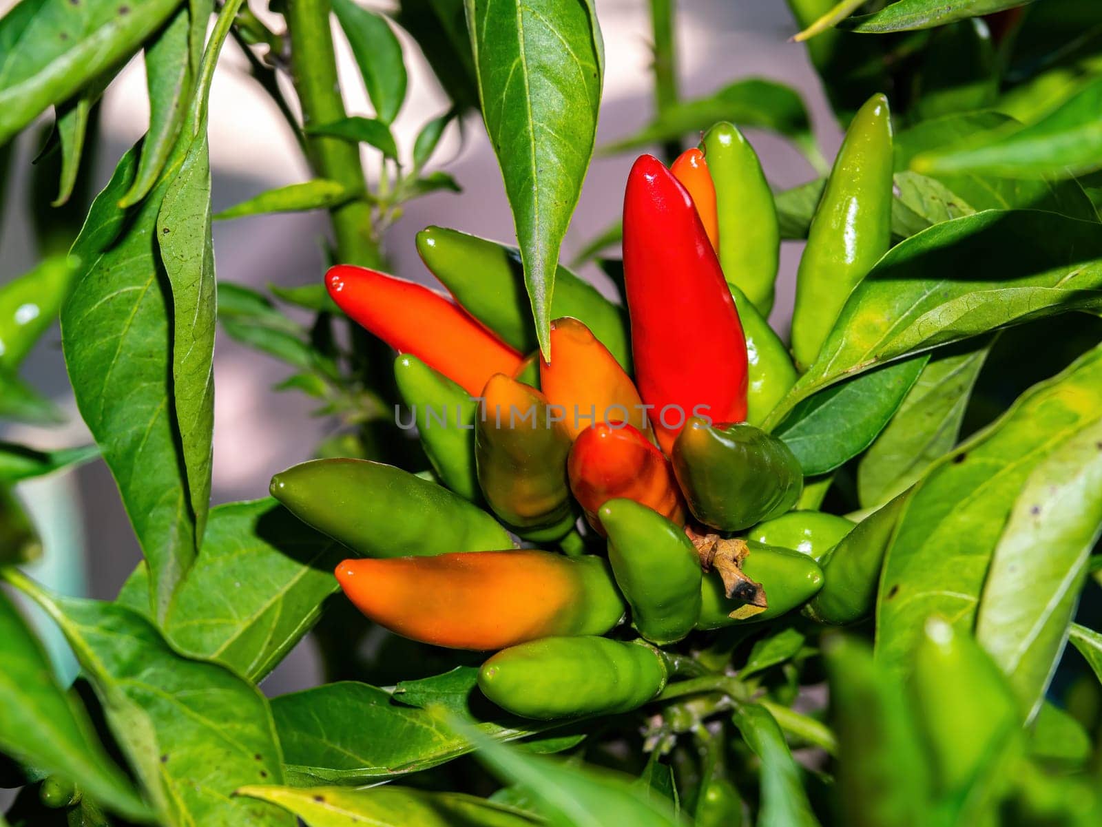 Fruits vegetables hot red pepper on a bush with green leaves. Red hot peppers. Green leaves of a plant. Harvesting vegetables. Agricultural business. Farm field. Shop window.