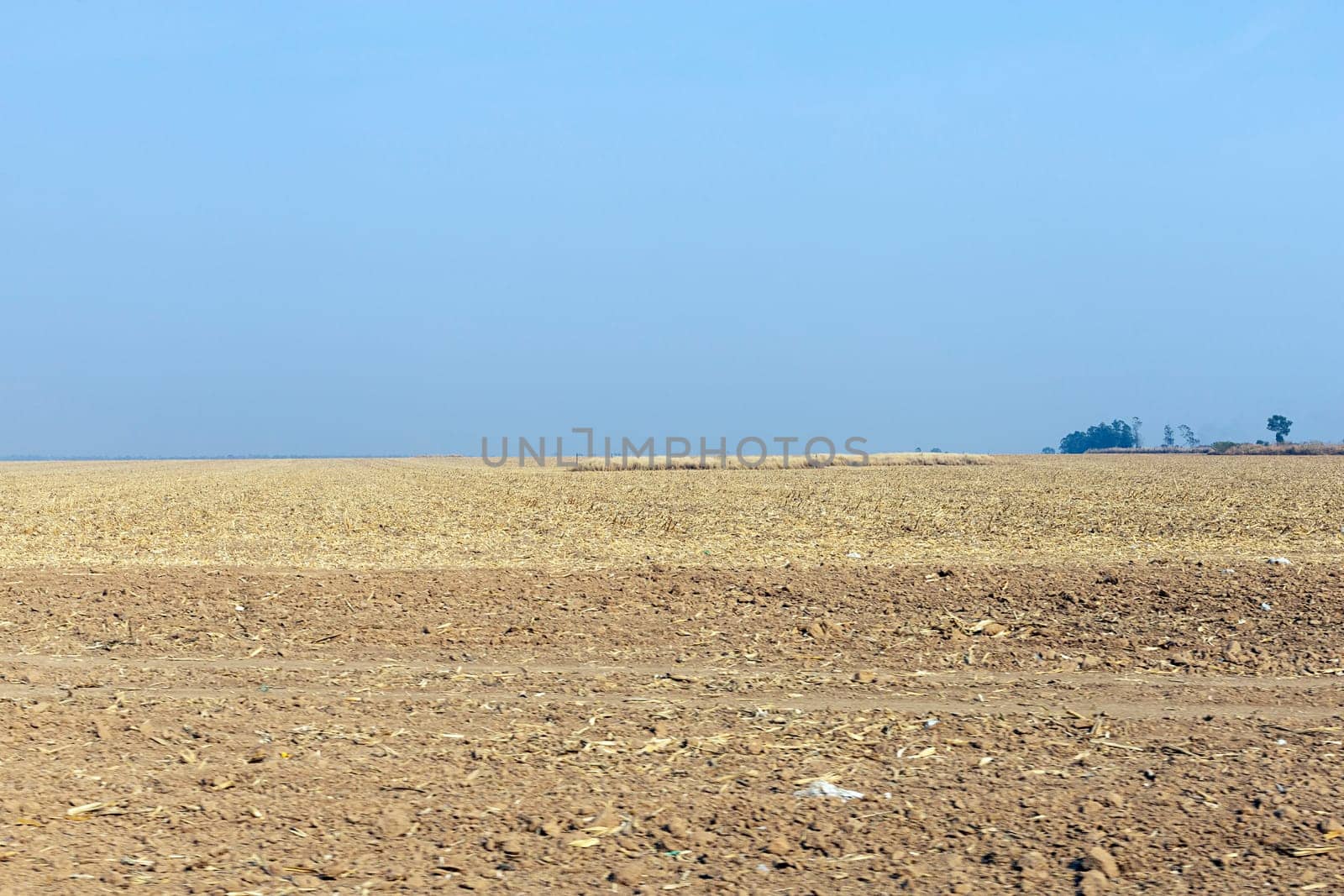 cerrado brazil dry vegetation outdoors blue sky