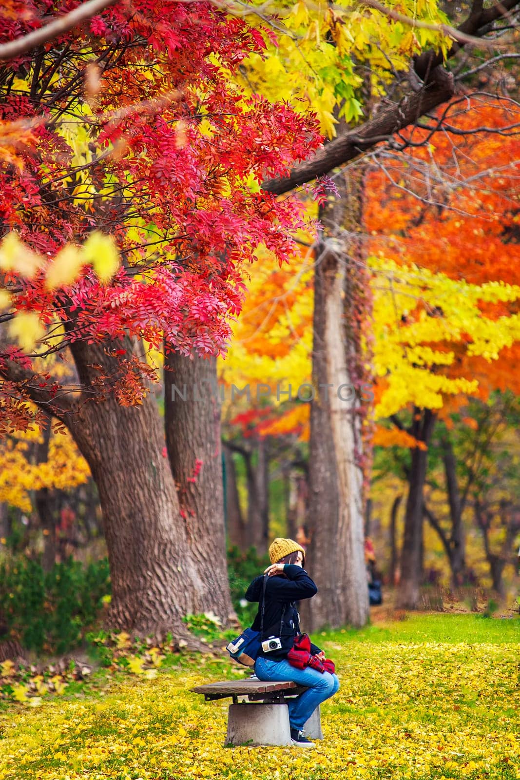The Maple leaves on sunny beautiful nature autumn background