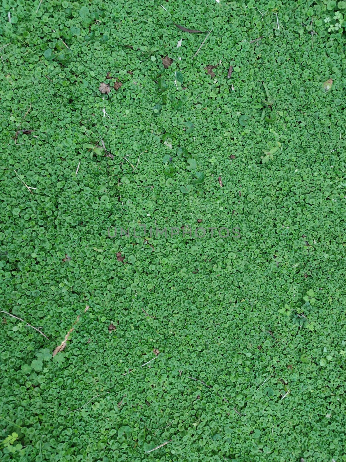 The Texture - fresh green leaves of Lysimachia