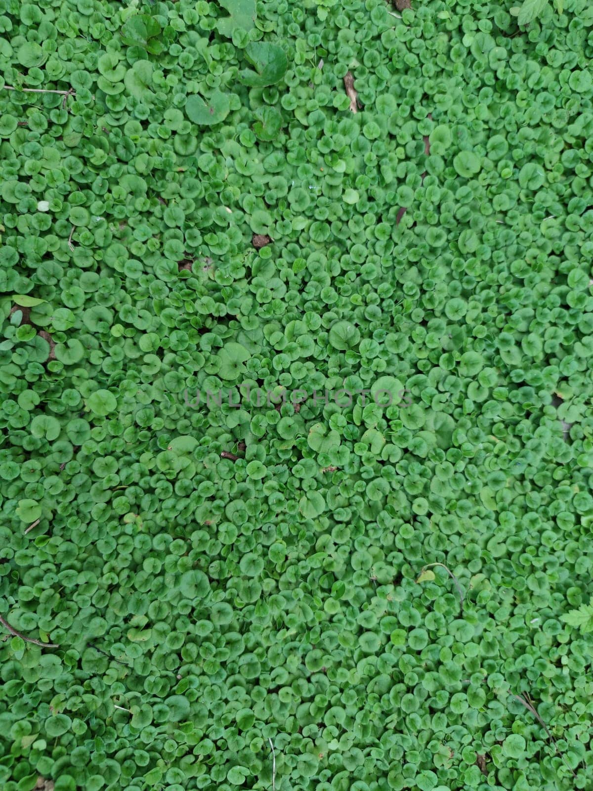 The Texture - fresh green leaves of Lysimachia