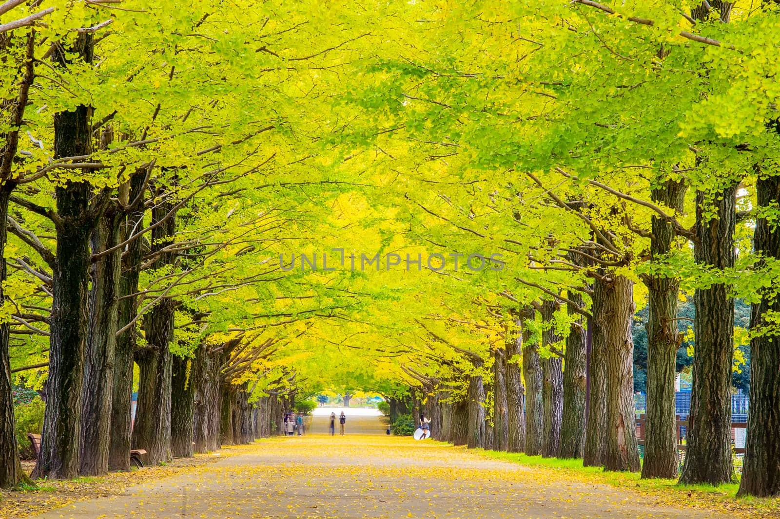 The Row of yellow ginkgo tree in autumn. Autumn park in Tokyo, Japan