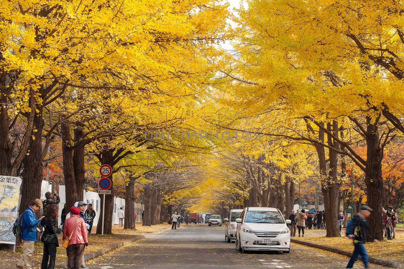 One of the most famous tree in Japanese autumn is the ginkgo and there is a ginkgo avenue in Hokkaido University