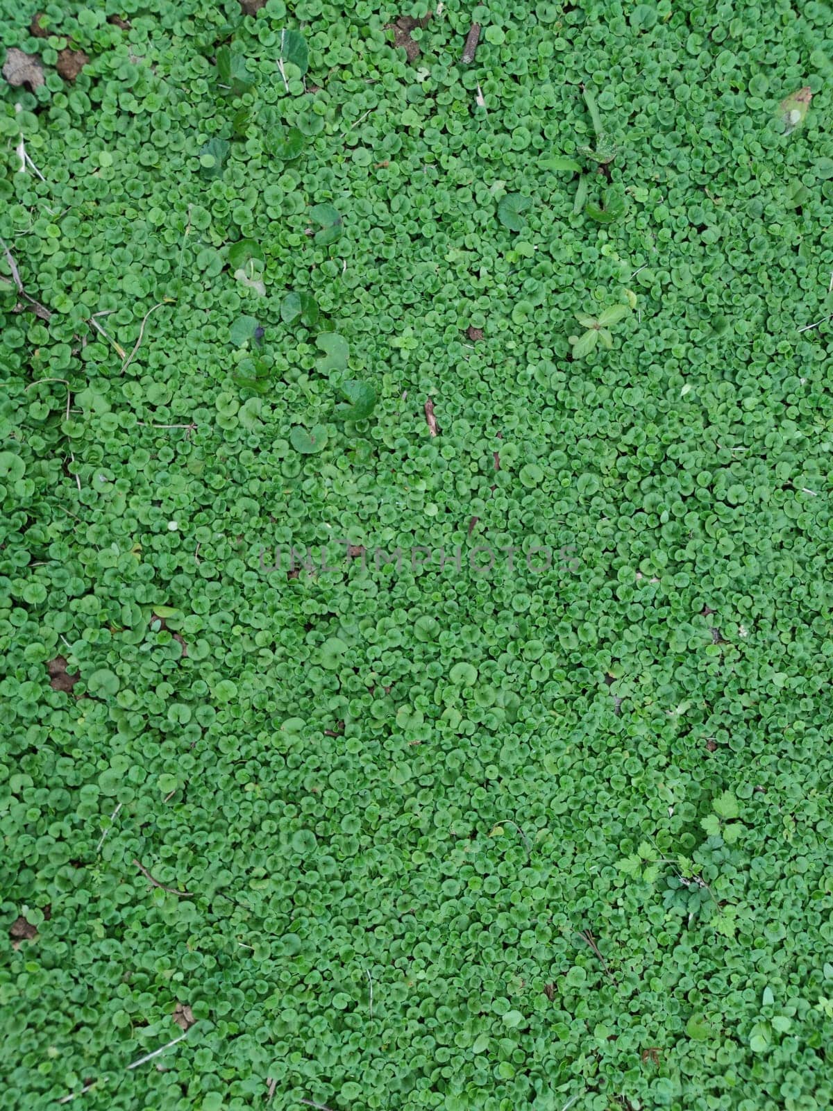 The Texture - fresh green leaves of Lysimachia