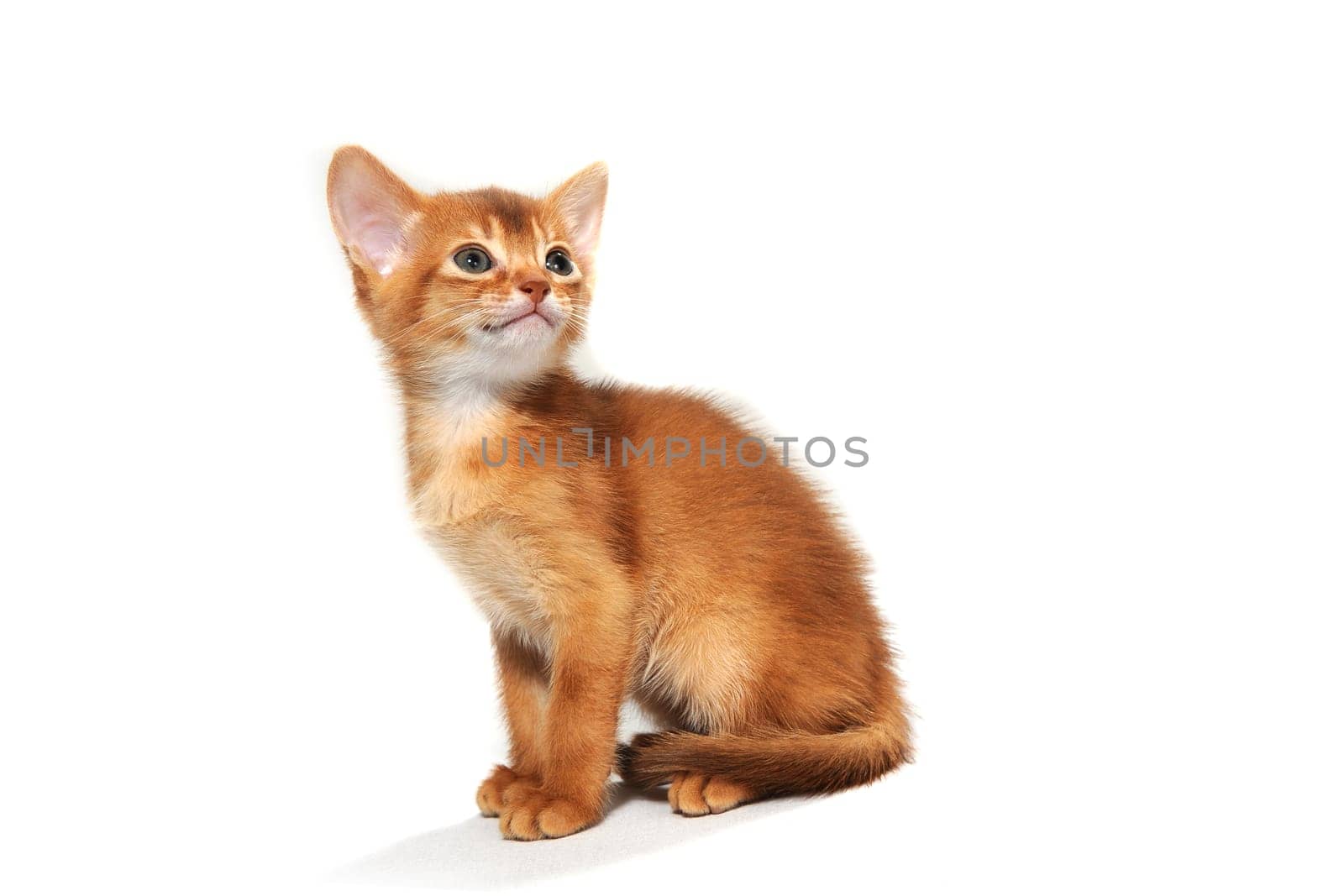 ginger striped purebred cat sitting on white isolated background. High quality photo