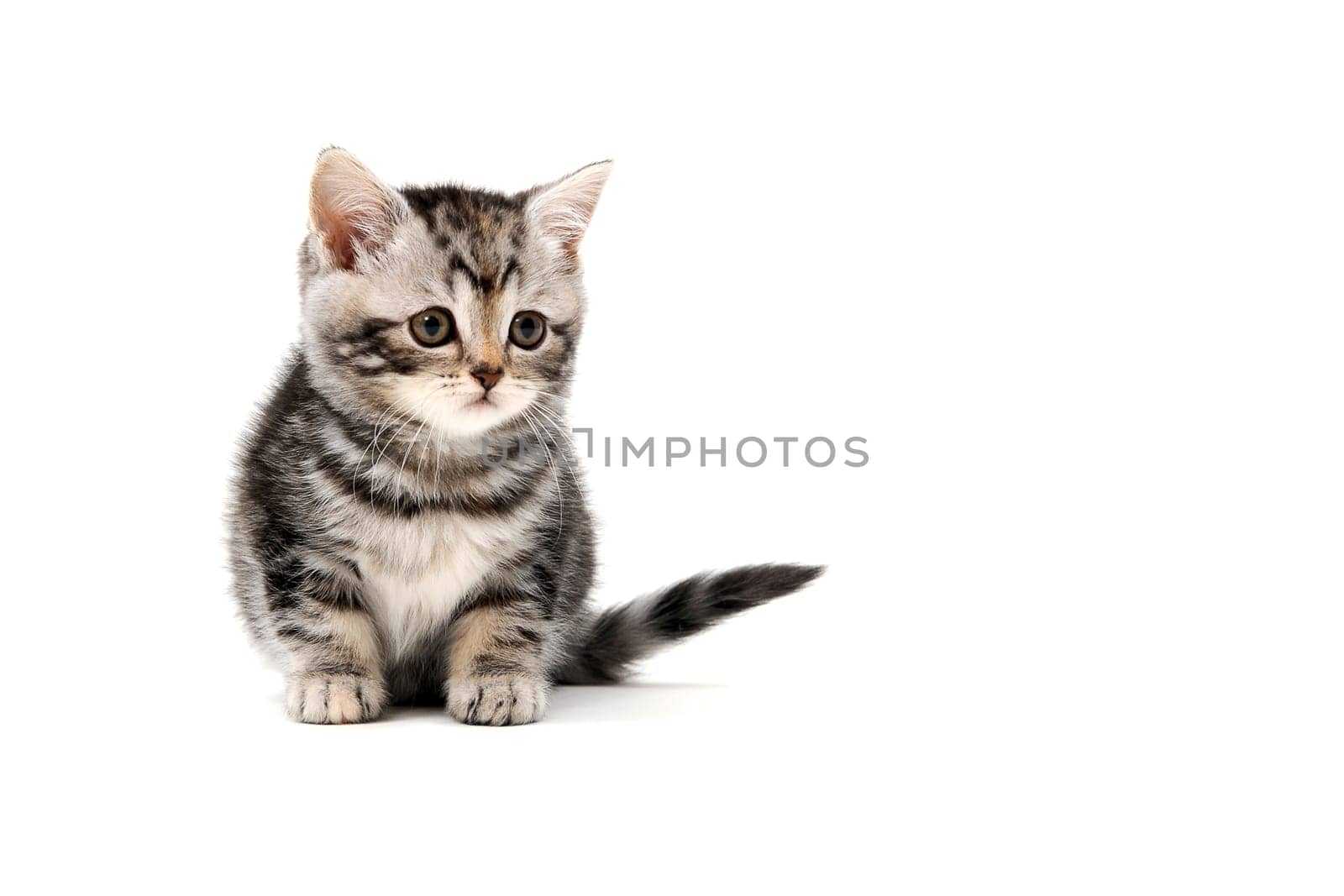 tabby purebred kitten sits on a white isolated background. High quality photo