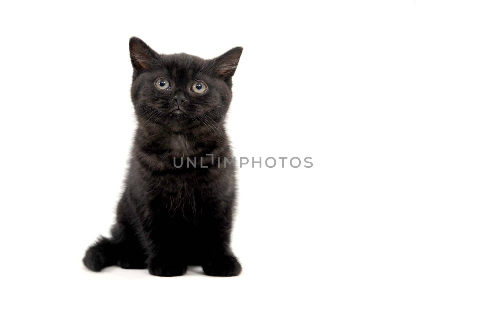 black parody kitten sitting on white isolated photo. High quality photo