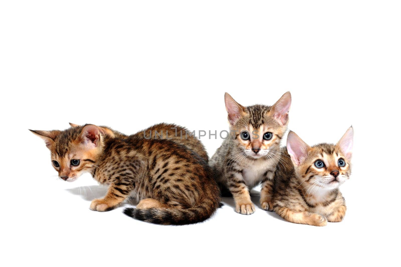 four purebred kittens sit on a white isolated background. High quality photo