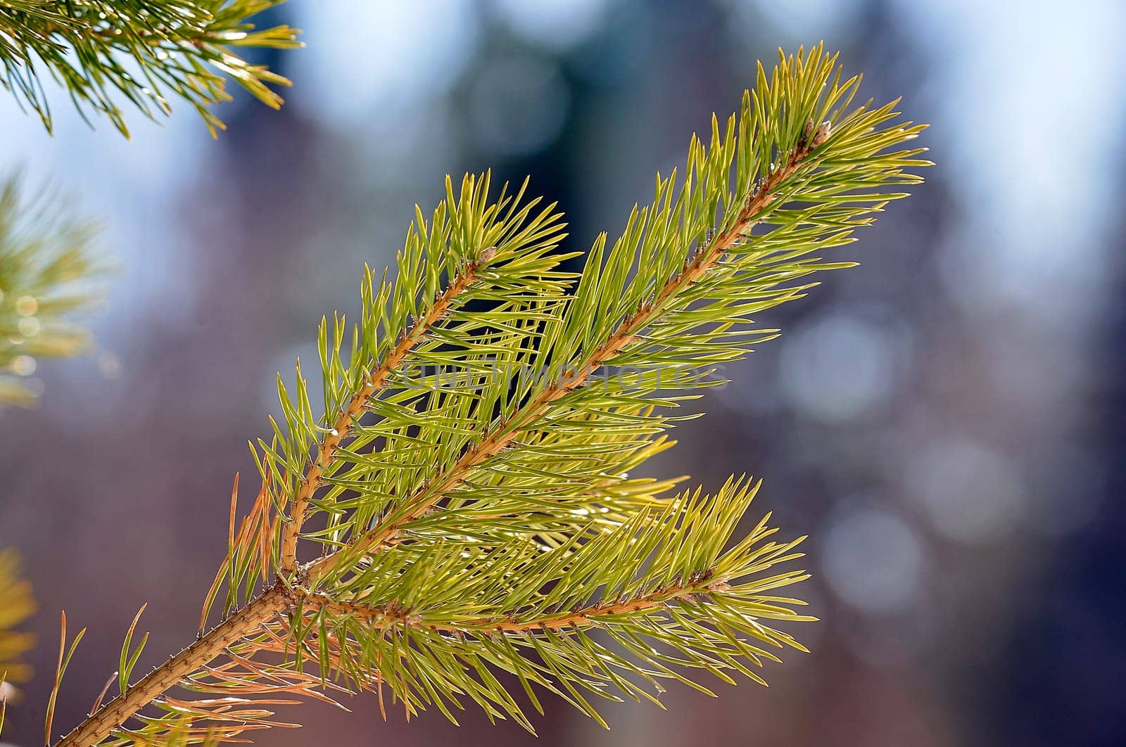spruce branch close-up on a sunny day. High quality photo
