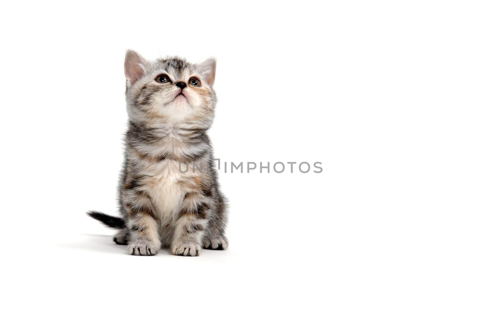 tabby purebred kitten sits on a white isolated background. High quality photo