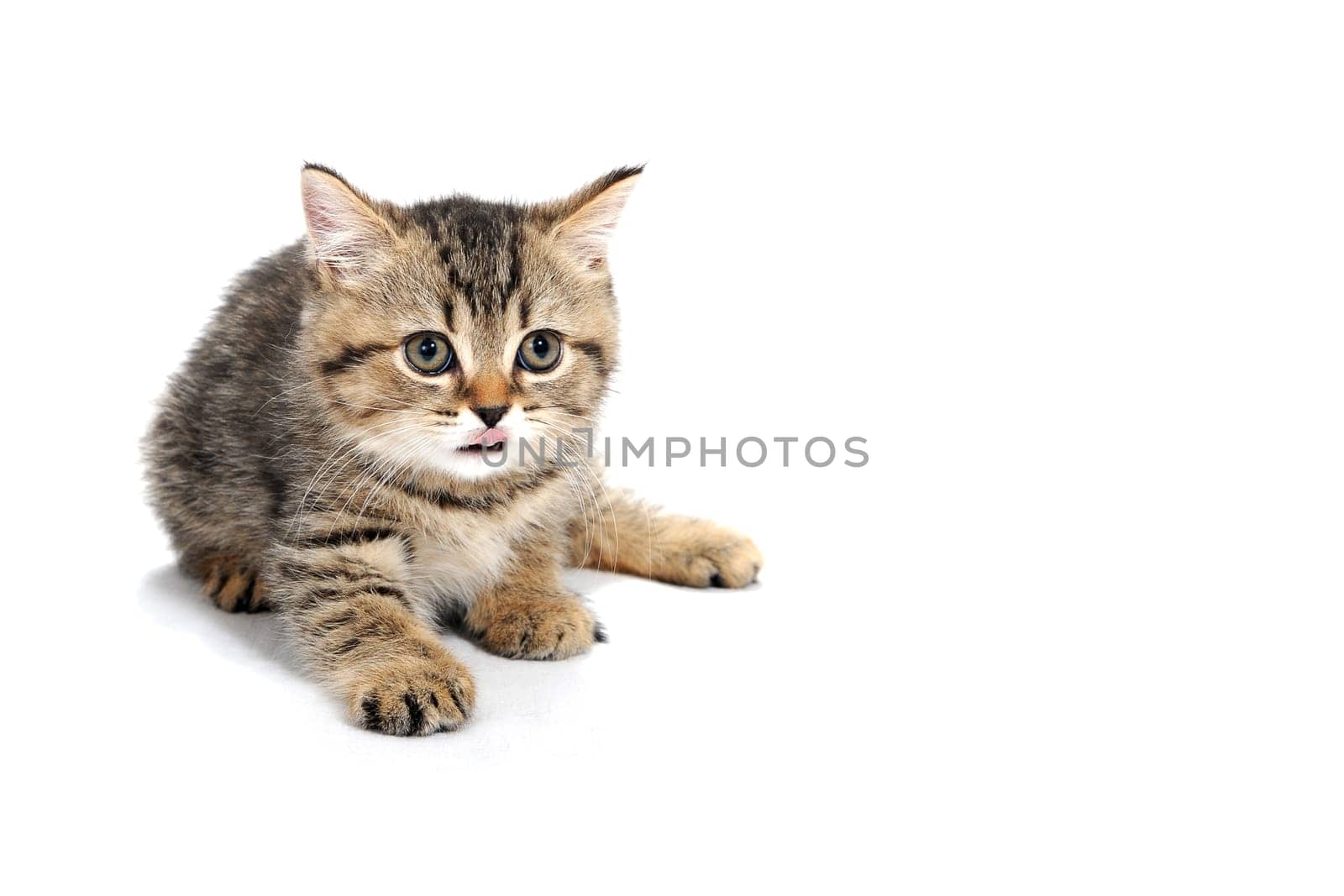 tabby purebred kitten sits on a white isolated background. High quality photo