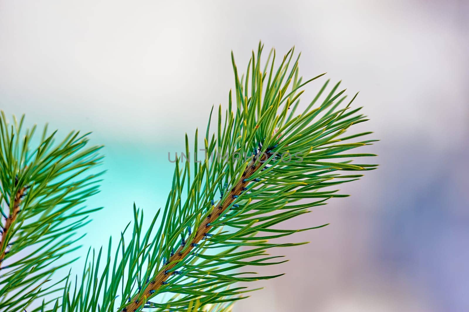spruce branch close-up on a sunny day. High quality photo