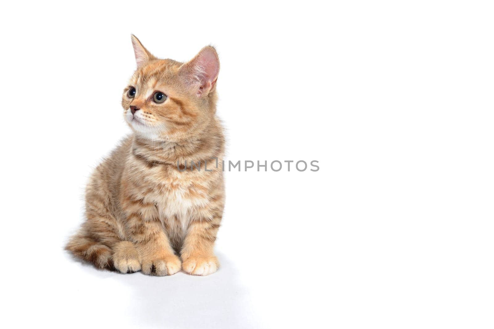 ginger striped purebred cat sitting on white isolated background. High quality photo