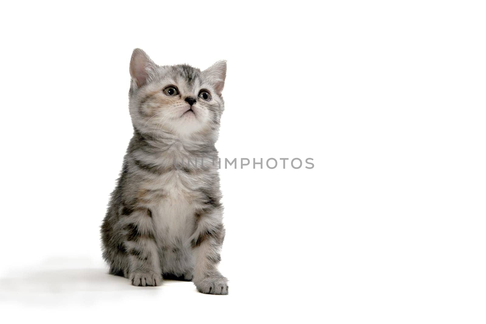 A gray purebred fluffy kitten sits on a white isolated background. High quality photo