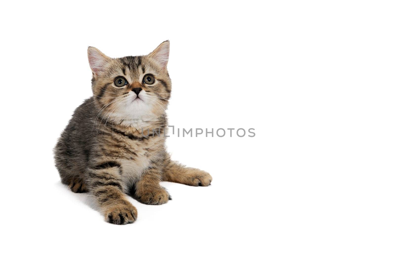 ginger striped purebred cat sitting on white isolated background. High quality photo