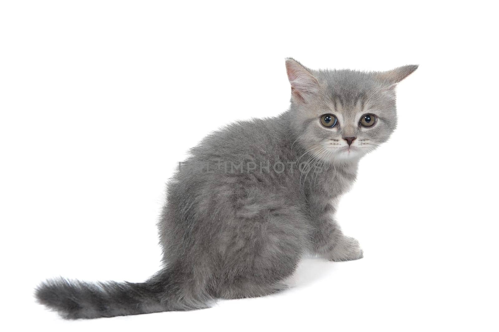 A gray purebred fluffy kitten sits on a white isolated background. High quality photo