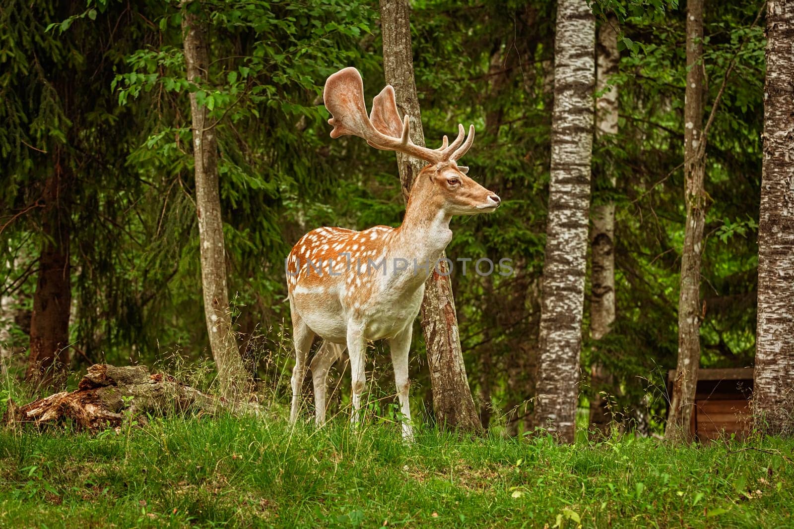 Deers with big horns resting near the forest