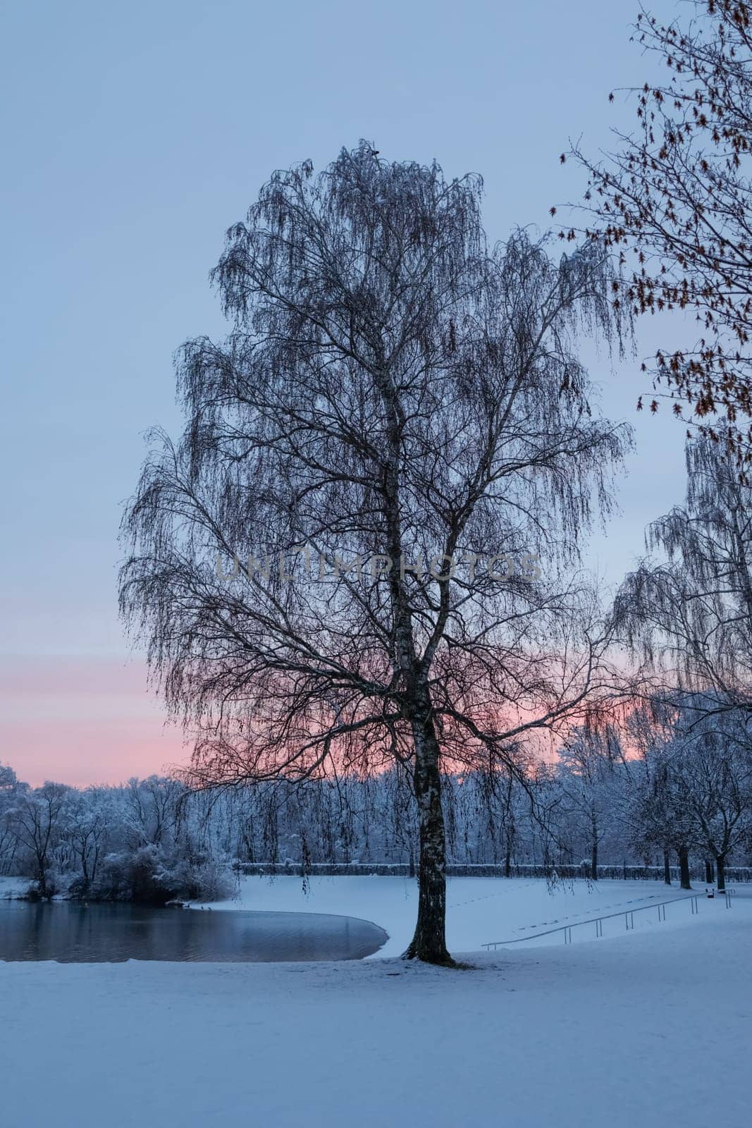 tree in winter at lakeside