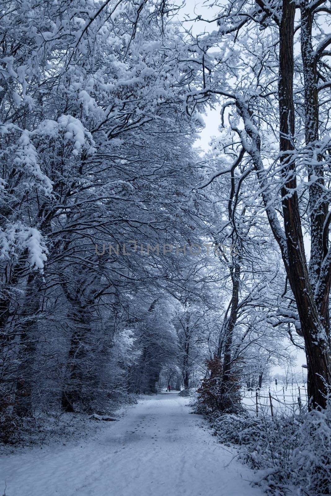 path in winter forest
