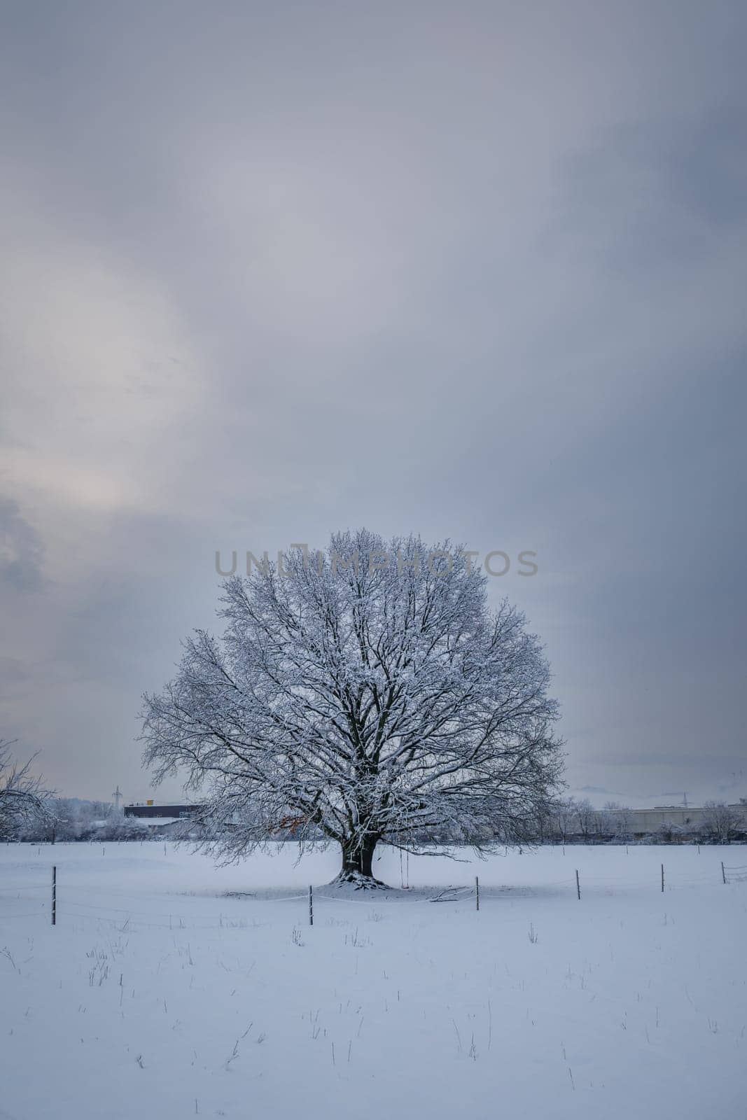 tree in winter and diffuse sky