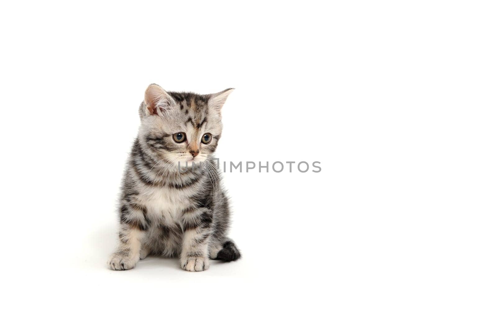 A gray purebred fluffy kitten sits on a white isolated background. High quality photo