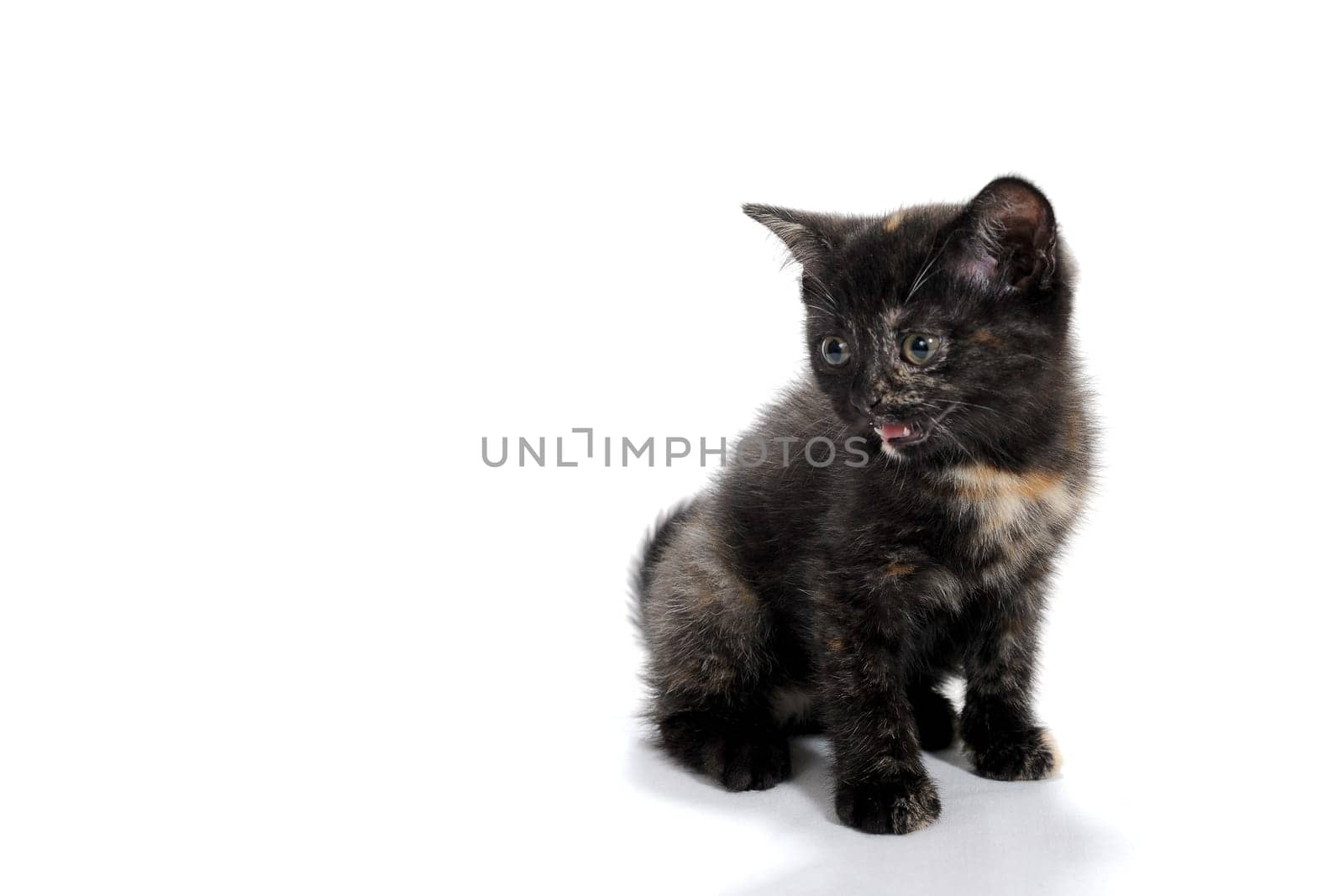 a black spotted purebred kitten sits on a white isolated background. High quality photo