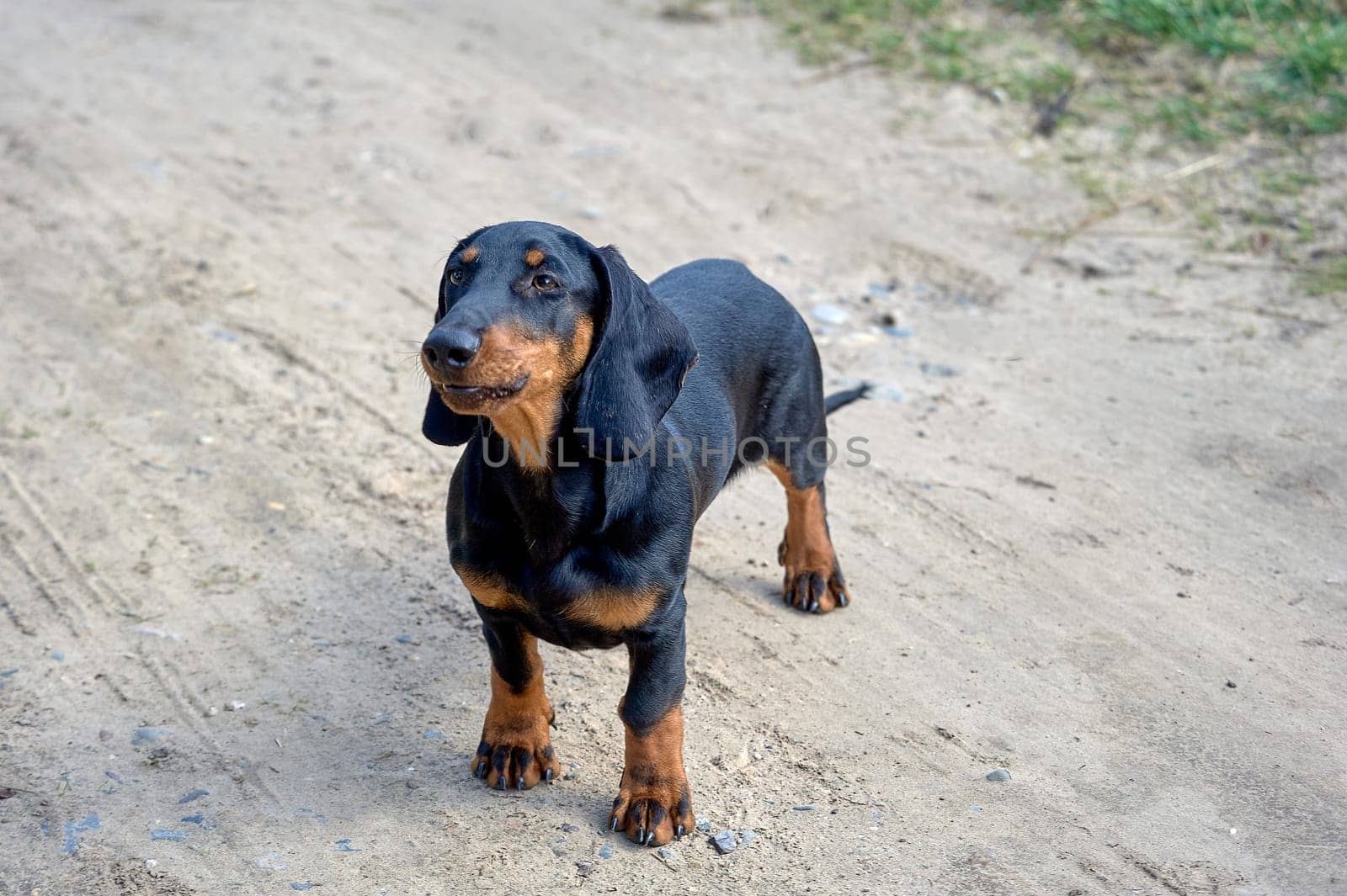 The dachshund dog is standing on a dirt road. High quality photo