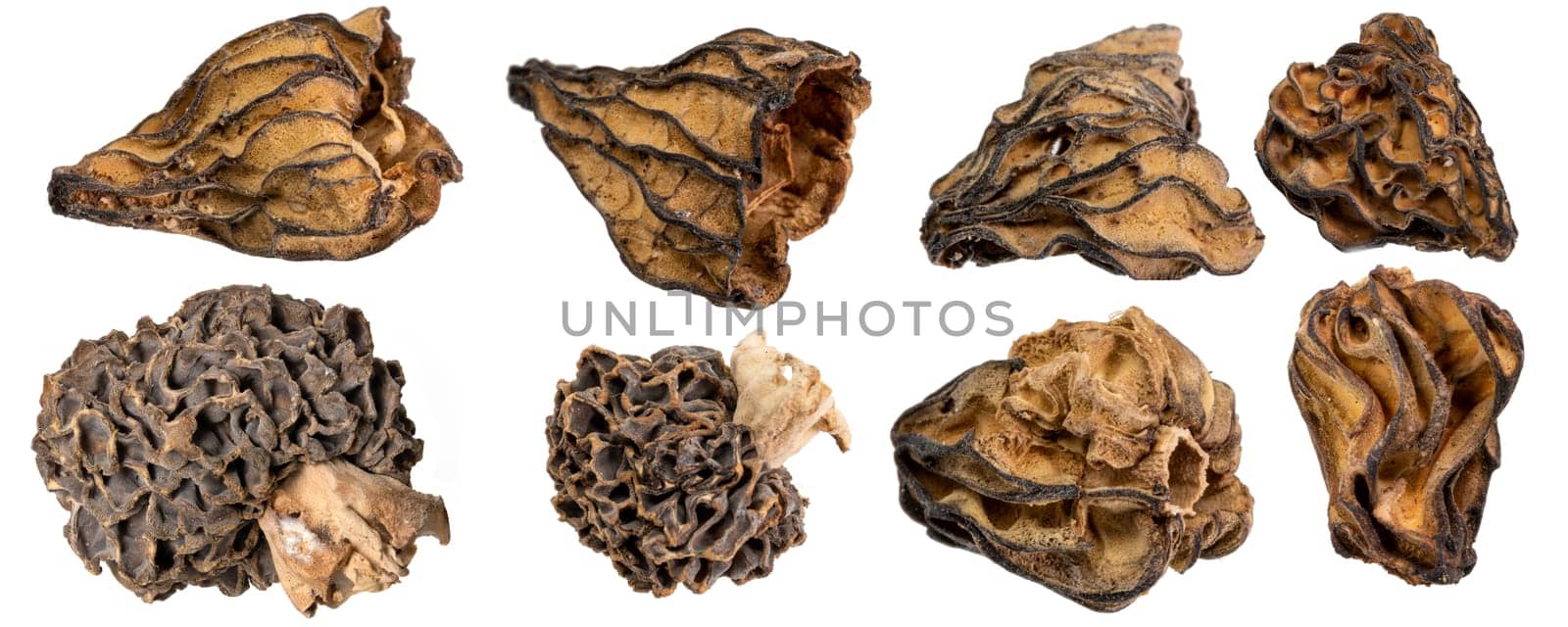 Macro shot of various different dried morel mushrooms isolated on white