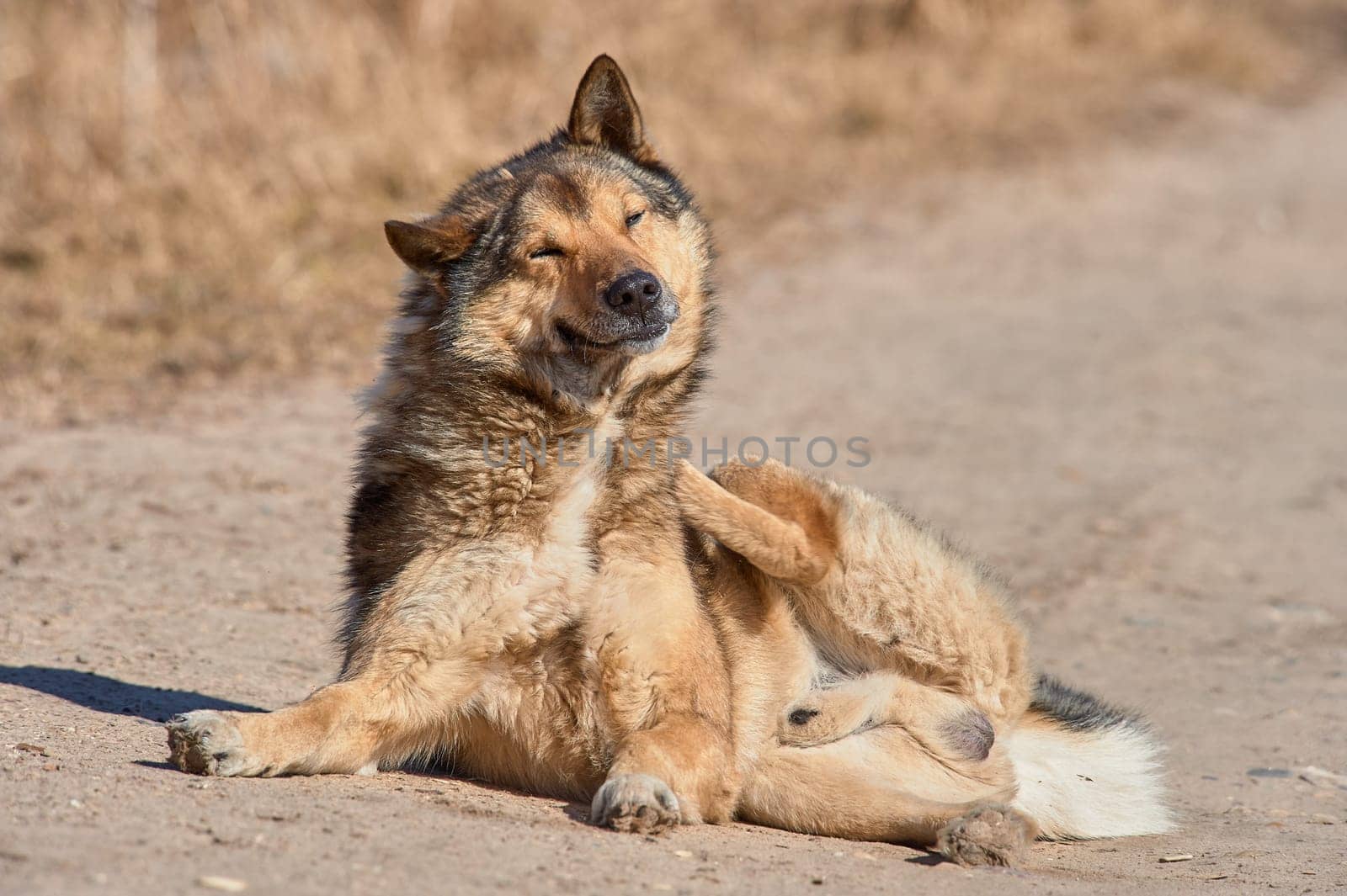 A fluffy dog lies on the road on a sunny day. High quality photo