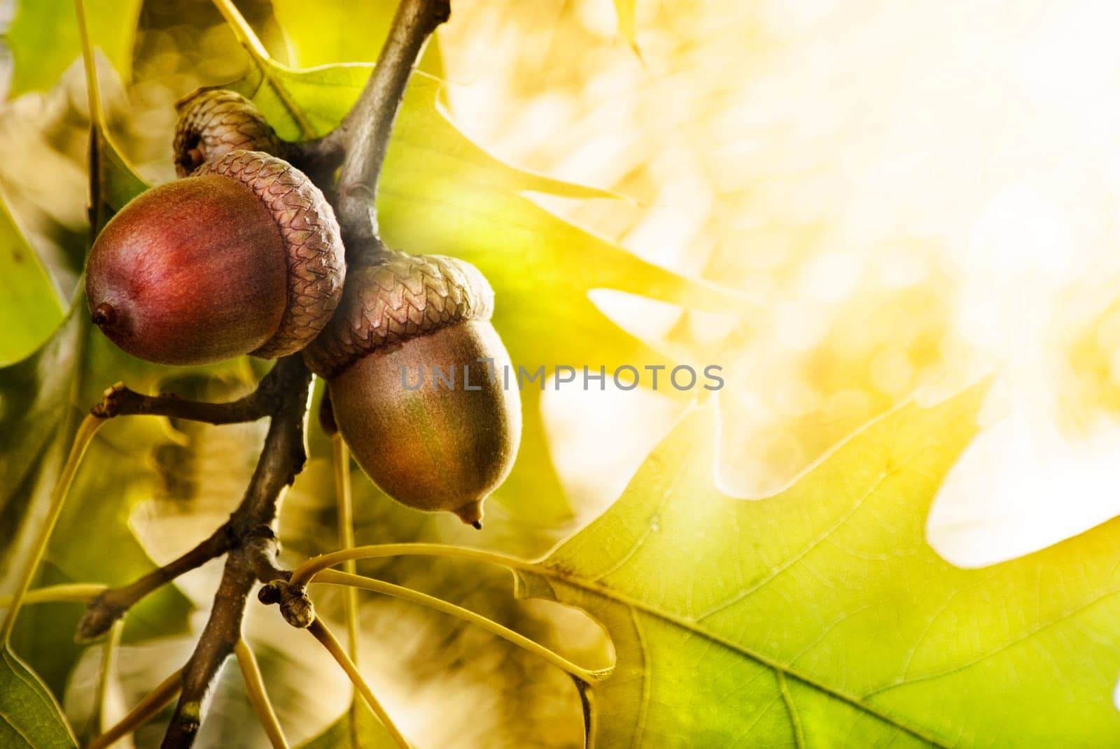 Oak tree and acrons with copyspace