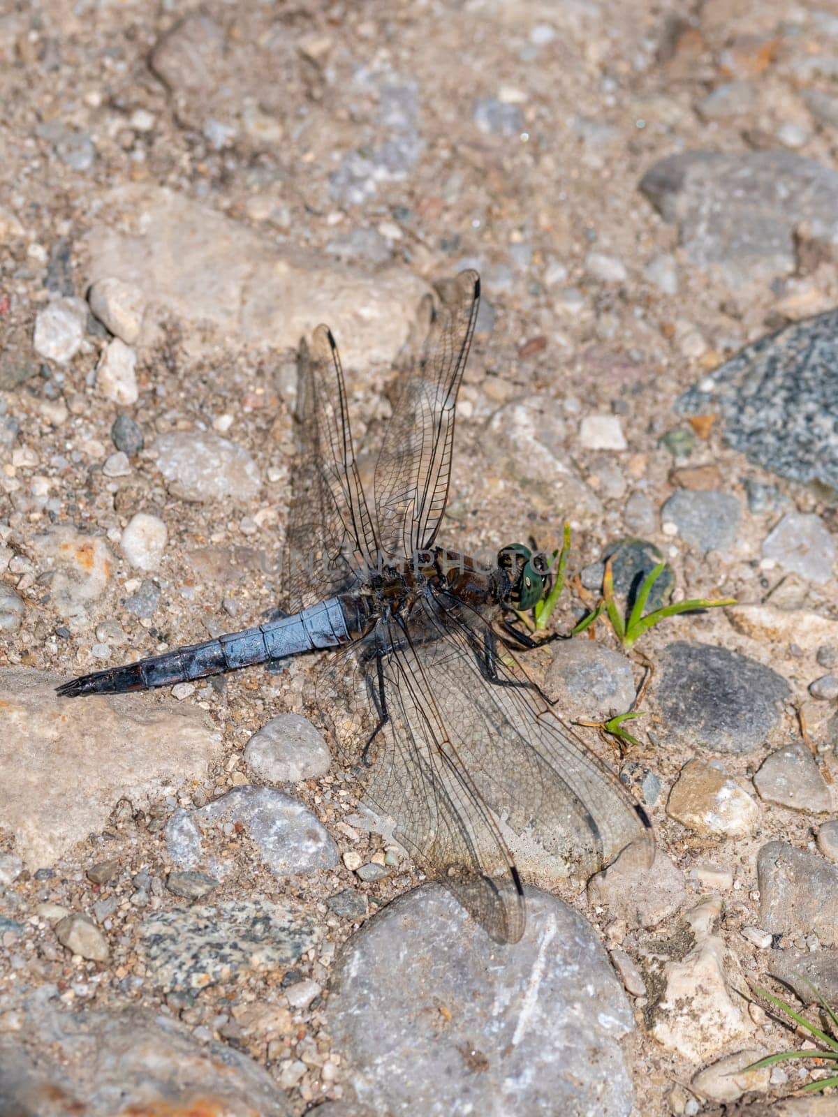 Close-up of a blue flat-bellied dragonfly, Libellula depressa, sitting on brown stony ground