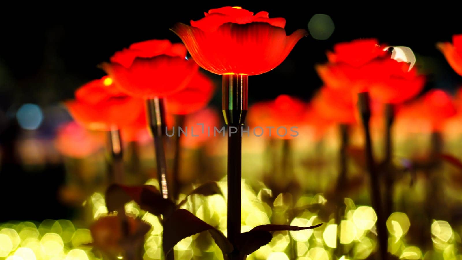 Rose background. Rose lanterns, part of Beauty and the Beast installation at Festival of Light.