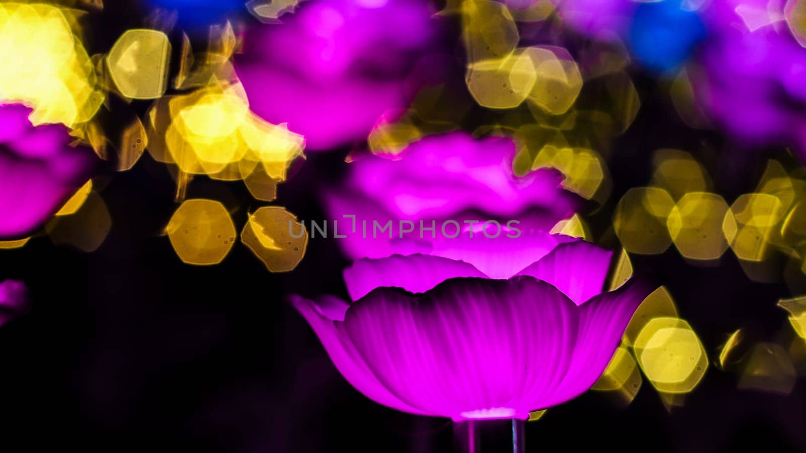 Rose background. Rose lanterns, part of Beauty and the Beast installation at Festival of Light.