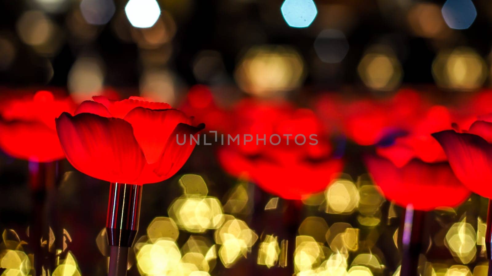 Rose background. Rose lanterns, part of Beauty and the Beast installation at Festival of Light.