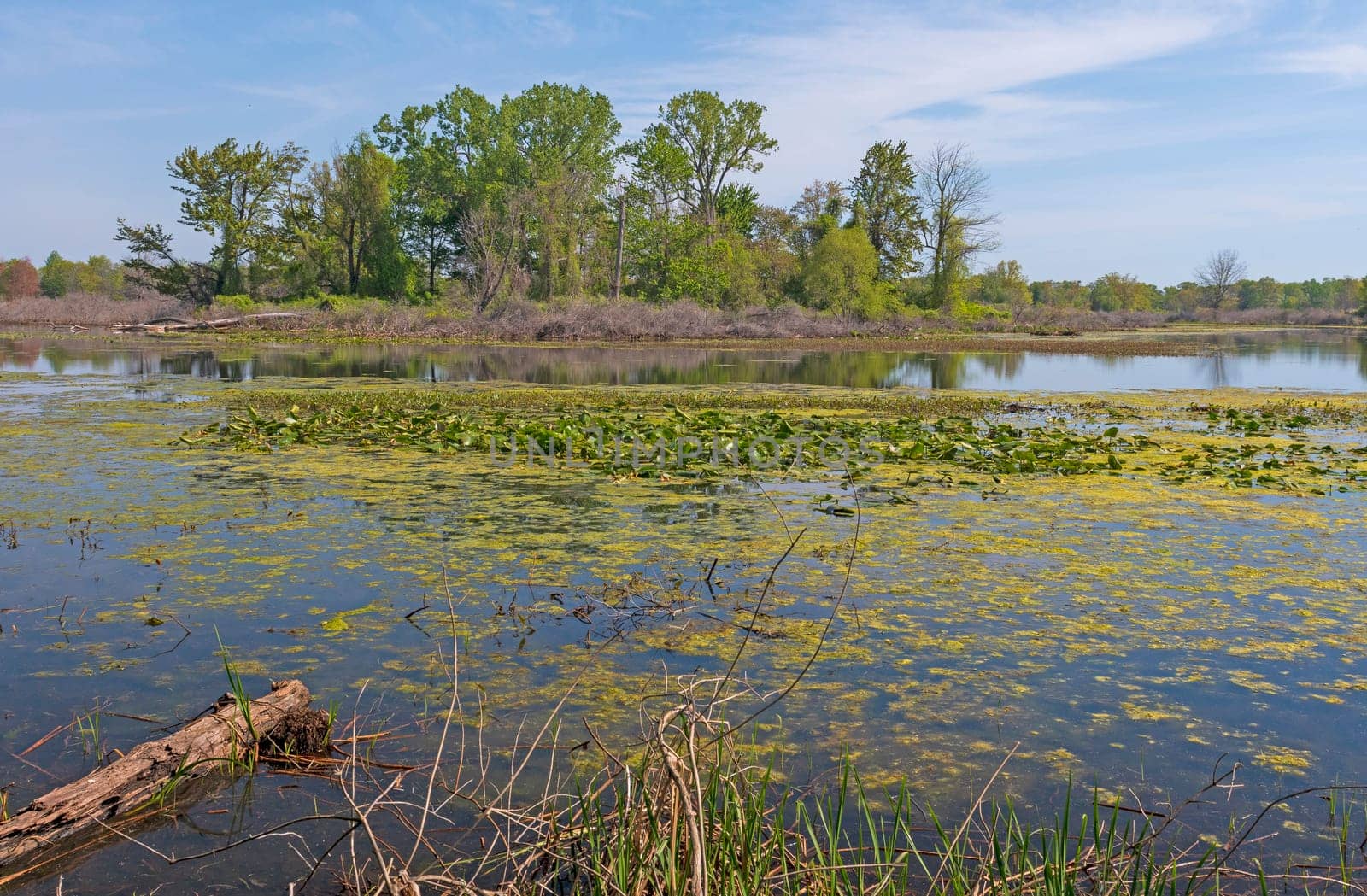 Wetlands in a Great Lakes Penisula at Presque Isle State Park on Lake Erie in Pennsylvania