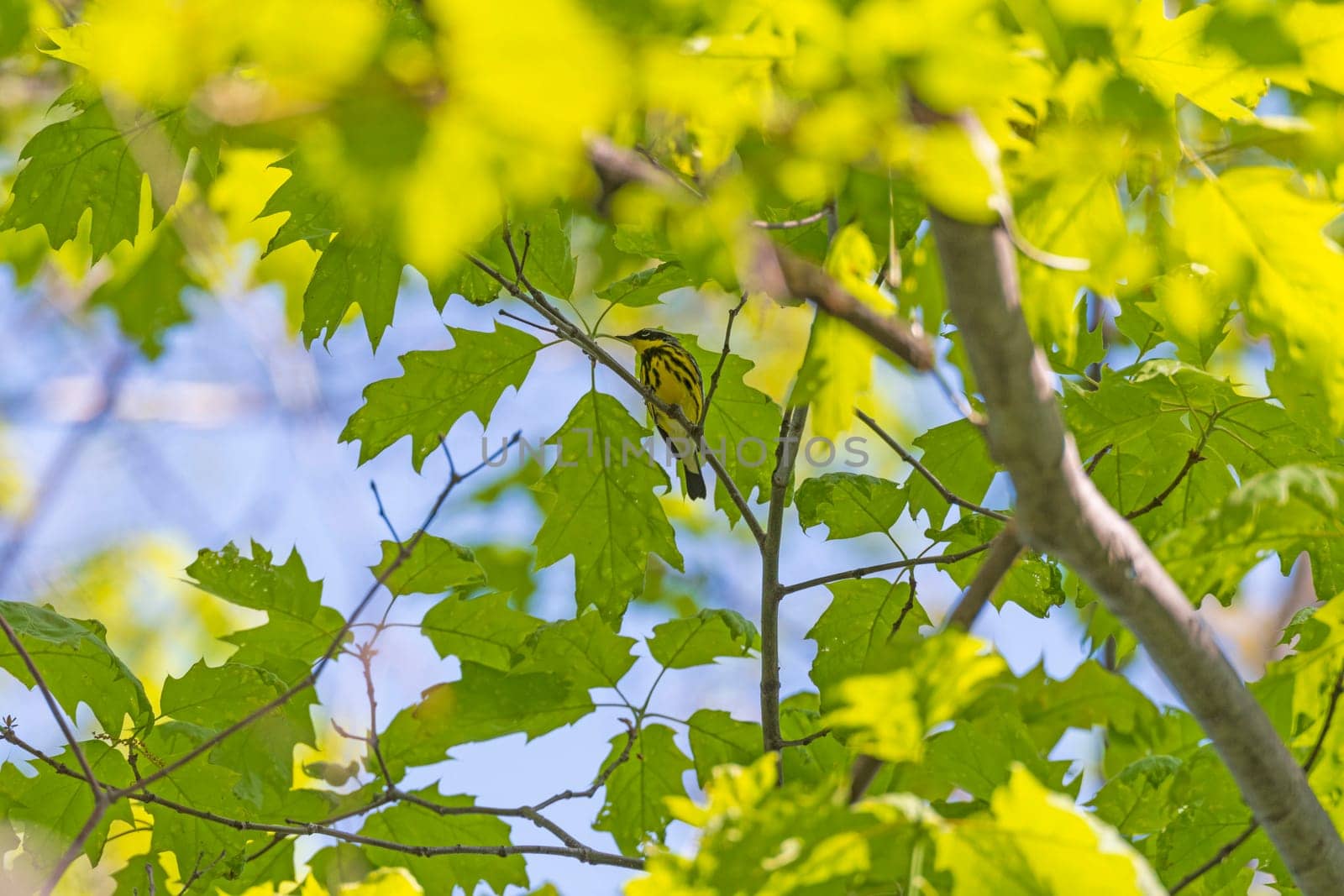 A Magnolia Warbler Hiding in the Trees in Presque Isle State Park in Pennsylvania