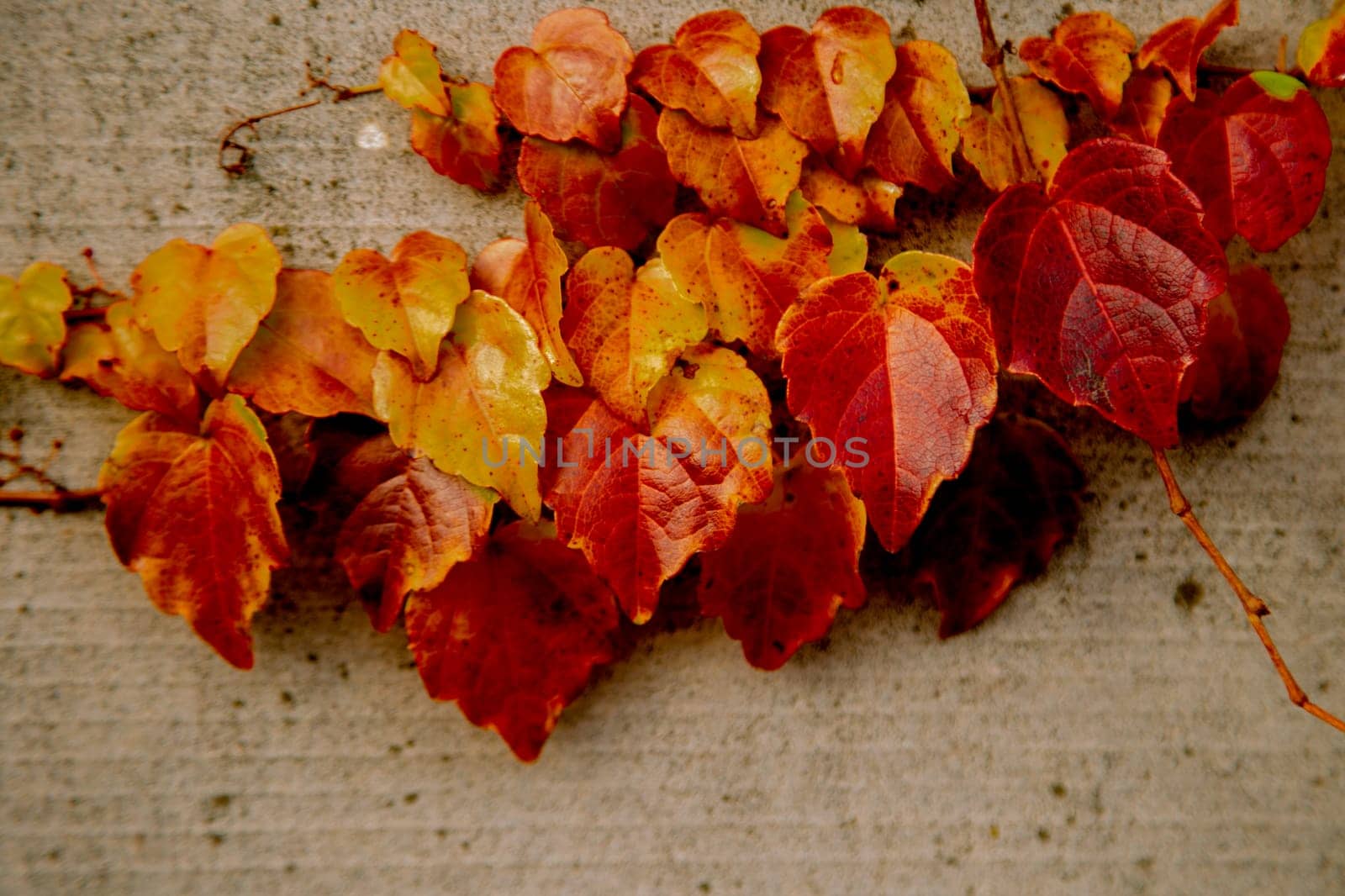 Bright red and yellow leaves hang in a bunch on a concrete fence. High quality photo
