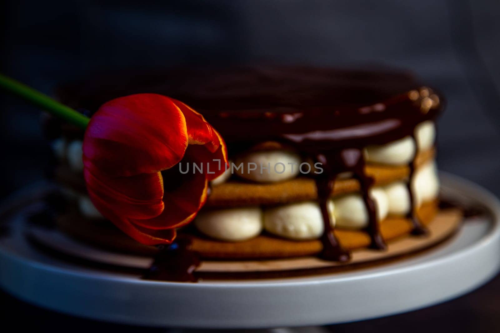 A red tulip with a yellow rim on the background of a cake in chocolate glaze on a dark background. High quality photo