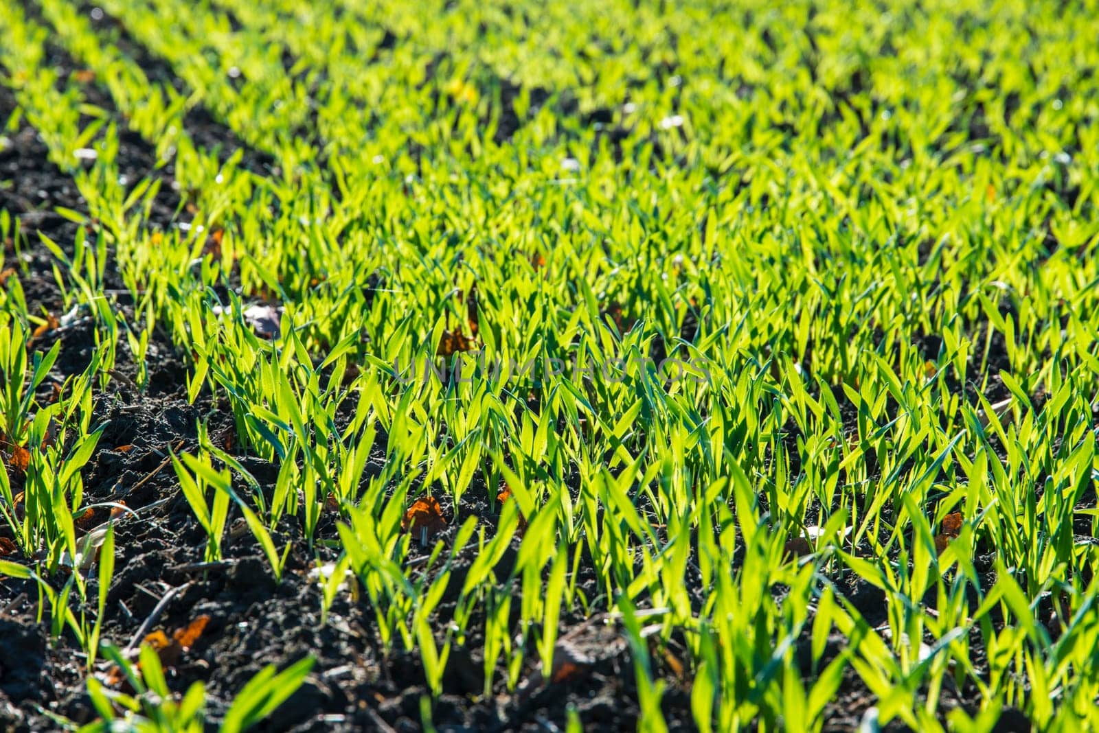 agriculture in spring