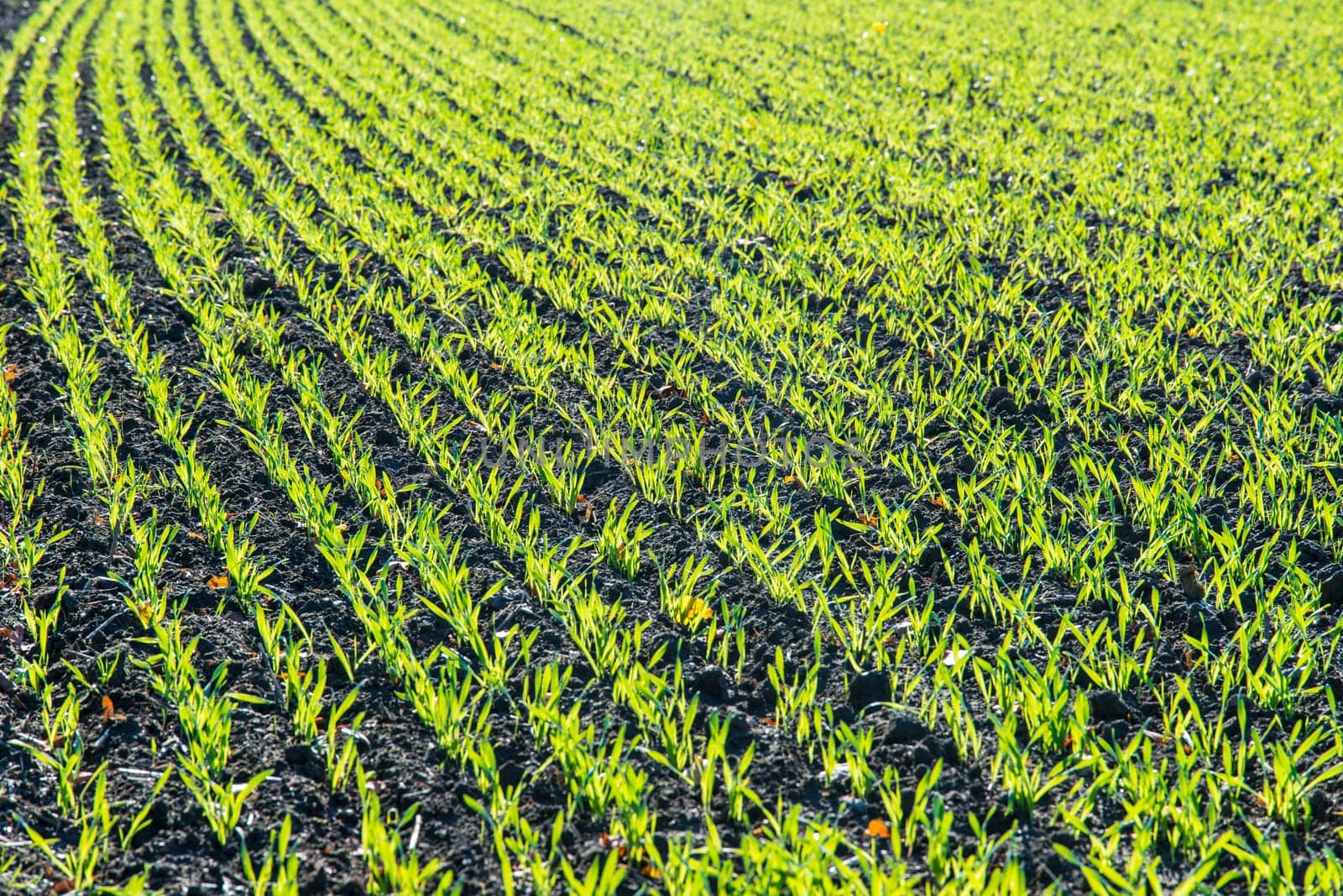 agriculture in spring