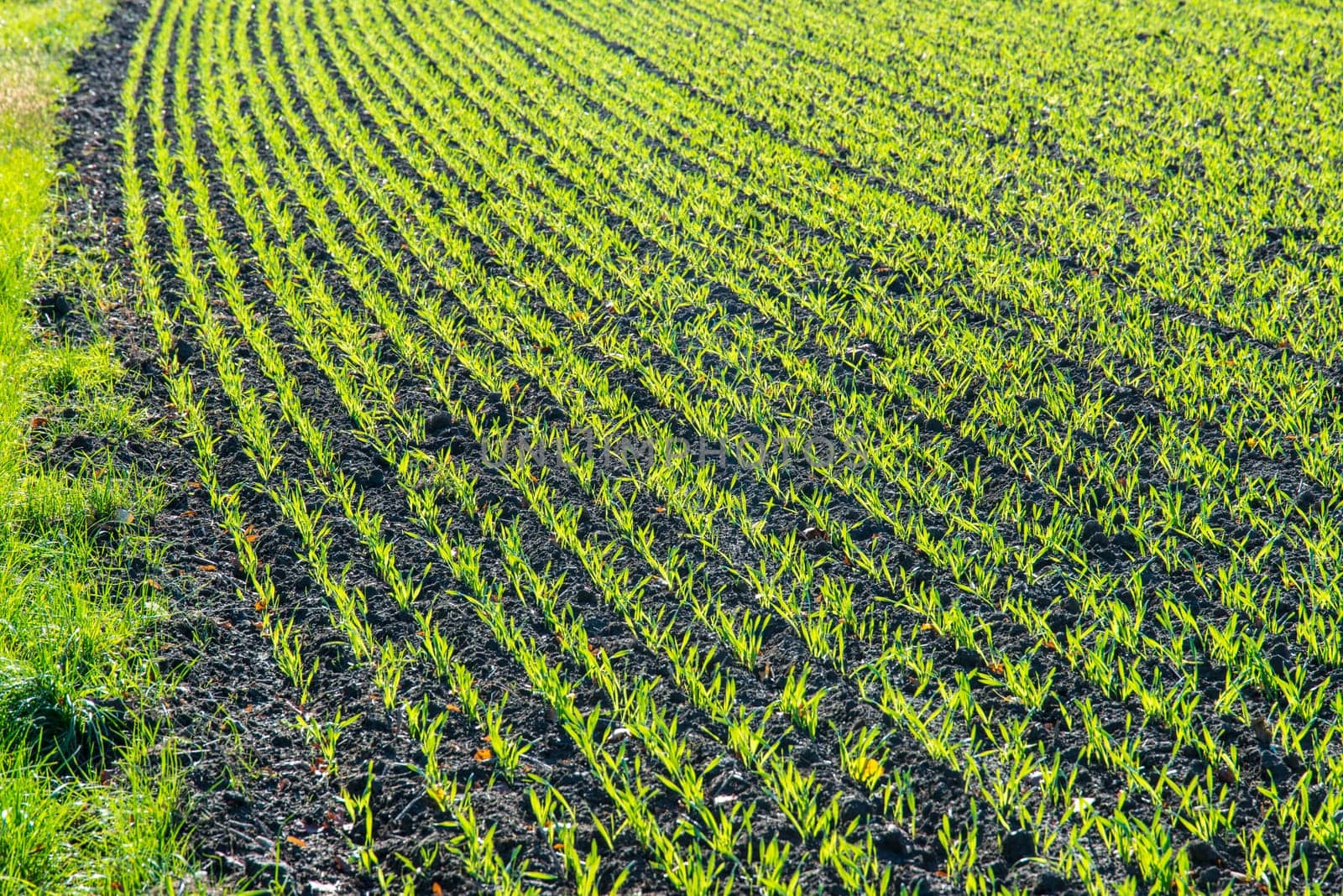 agriculture in spring