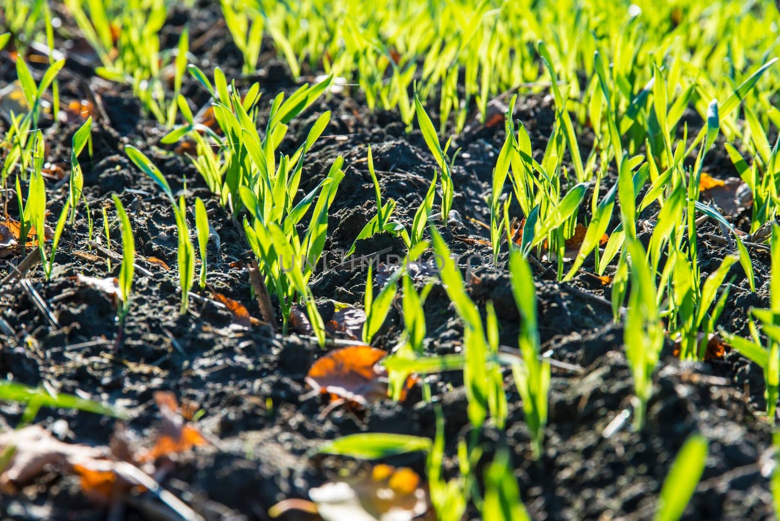 agriculture in spring