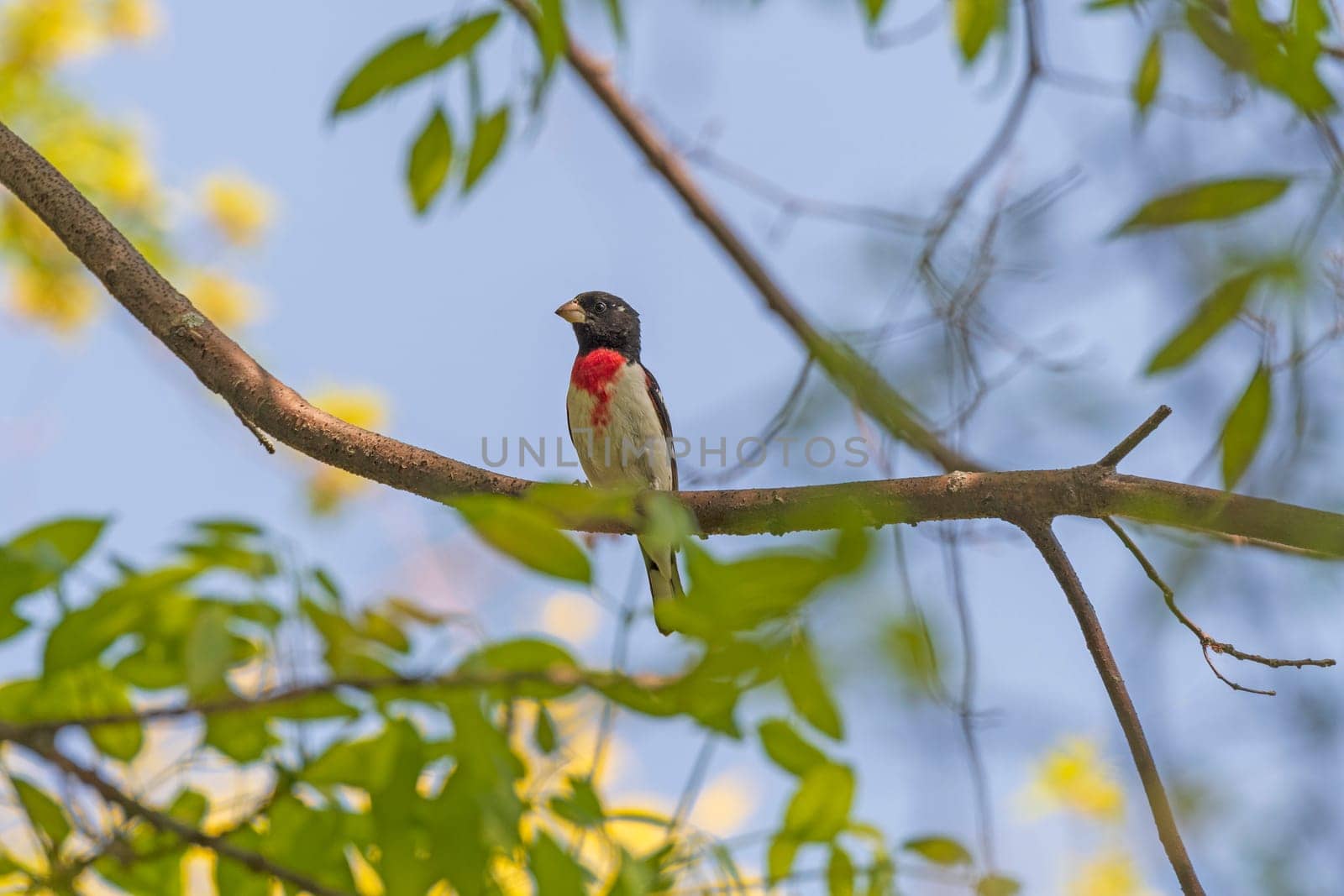 A Red Breasted Grosbeak in the Spring in Presque Isle State Park in Pennsylvania